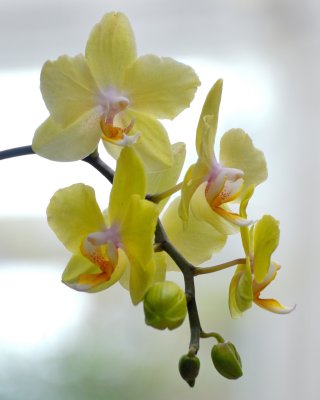 New York Botanical Garden