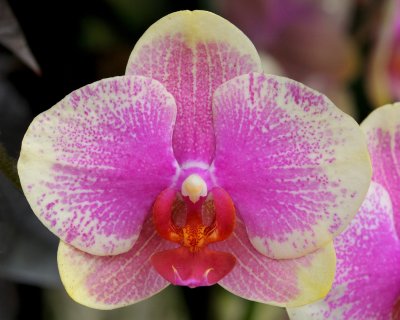 New York Botanical Garden