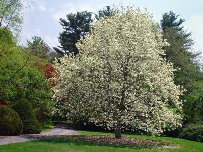 Bailey Arboretum