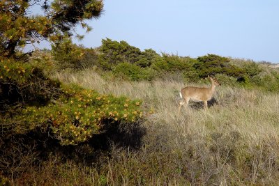 Fire Island