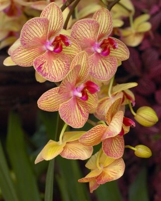 New York Botanical Garden