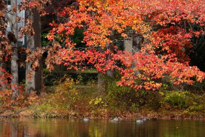 Bailey Arboretum