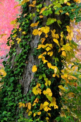 Bailey Arboretum