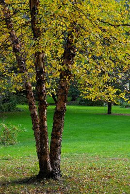 Bailey Arboretum