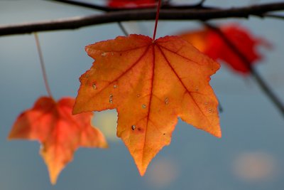 Bailey Arboretum