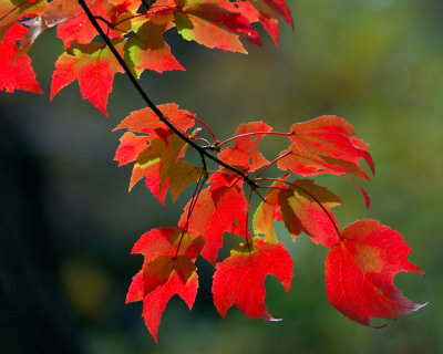 Bailey Arboretum