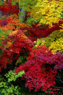 Bailey Arboretum