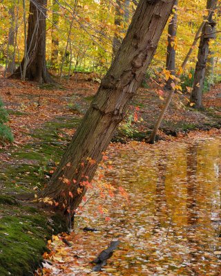 Bailey Arboretum