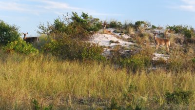  Fire Island