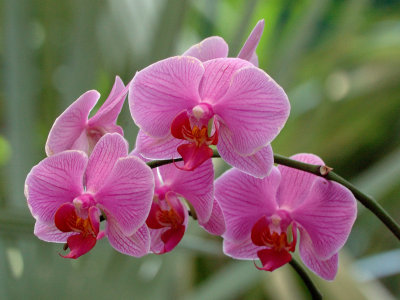 New York Botanical Garden