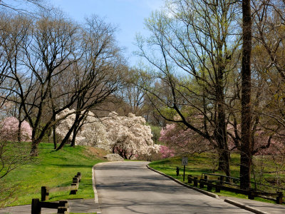 New York Botanical Garden