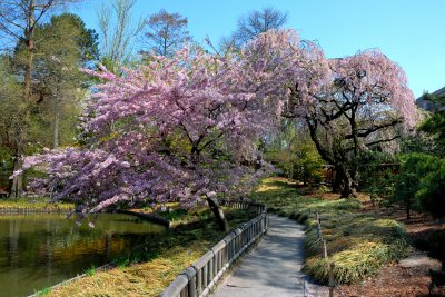 Brooklyn Botanic Garden
