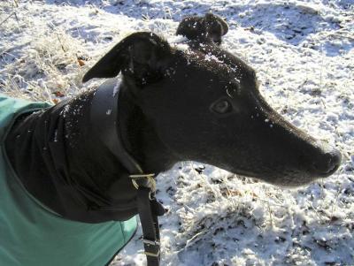 Daz says, 'his breed is good in snow and water'