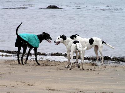 Daz with Alfie and Harry at Yellowcraigs