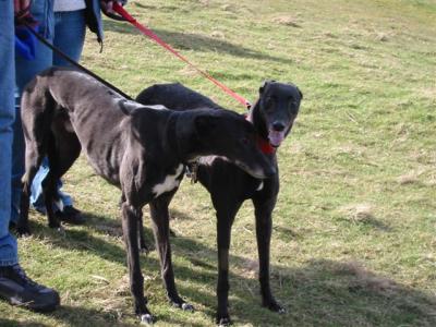 More black greyhounds