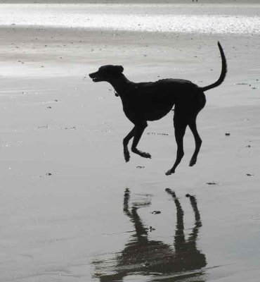 Daz's boing still boinging - Sept beach walk