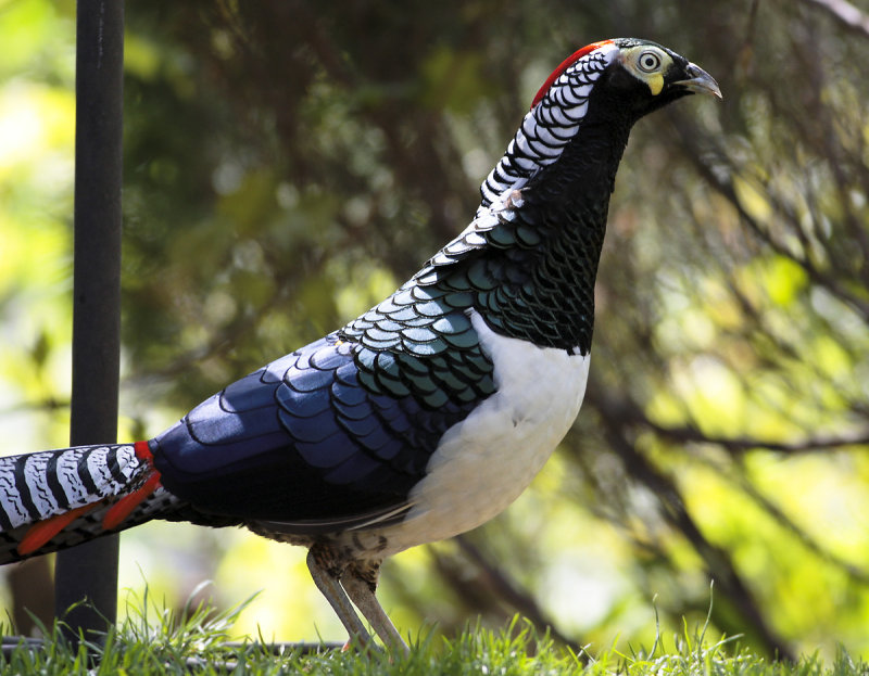Lady Amhersts Pheasant