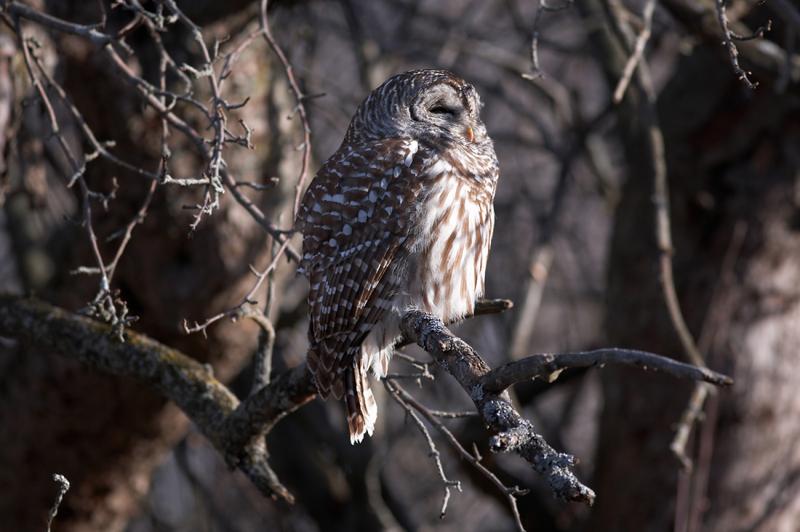 Barred Owl