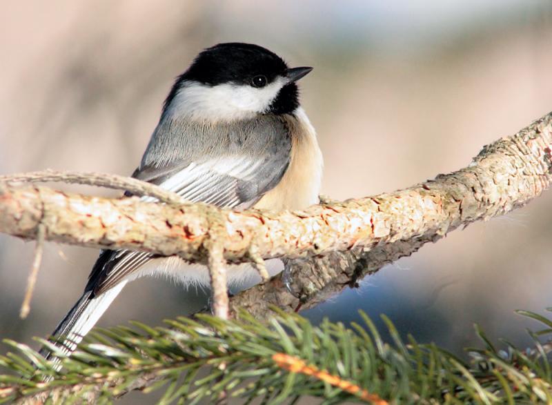 chicadee-006_sml.jpg