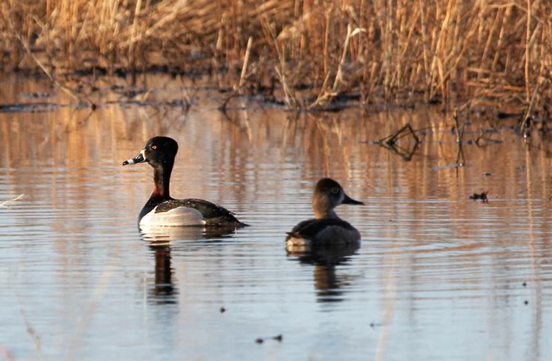 Ringed Neck Duck