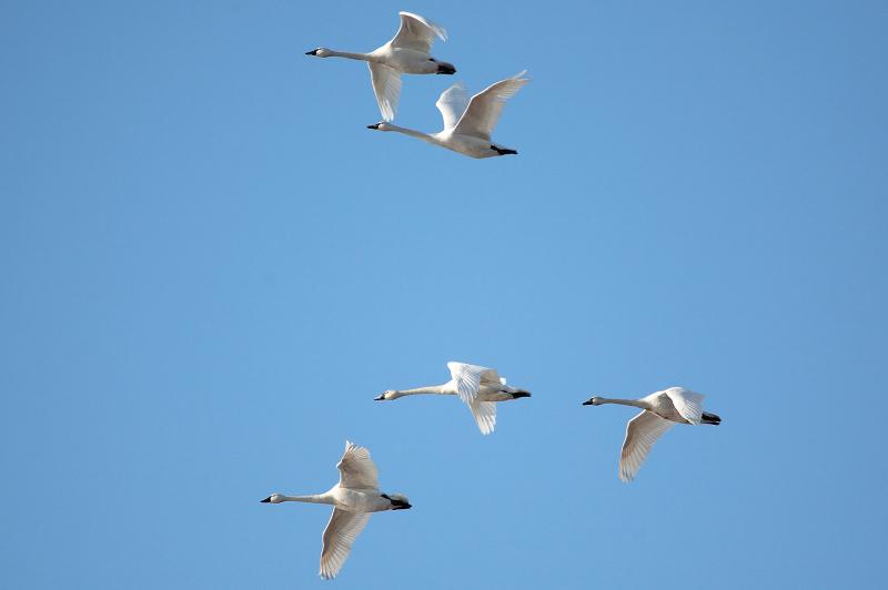 Tundra Swans