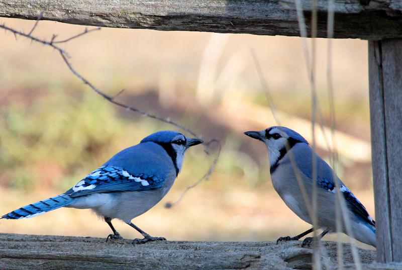 Blue Jay