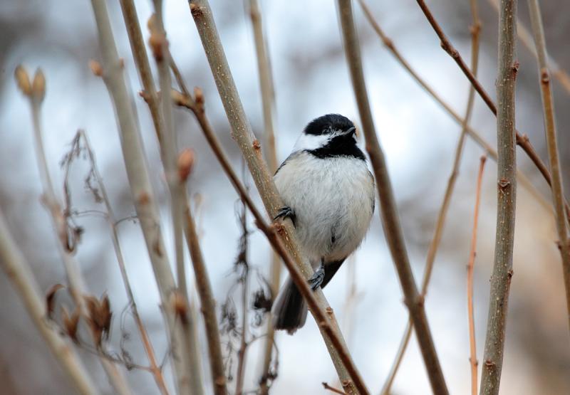 Chickadee