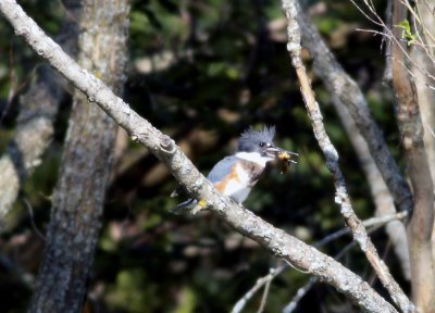 Belted Kingfisher with fish