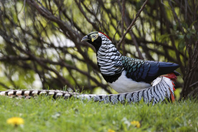 Lady Amherst's Pheasant in our backyard