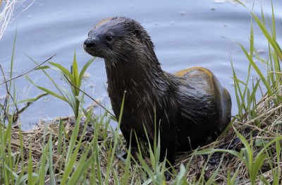River Otter
