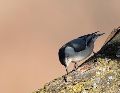 White-Breasted Nuthatch