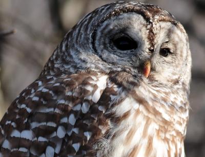 Barred Owl