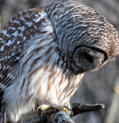 Barred Owl