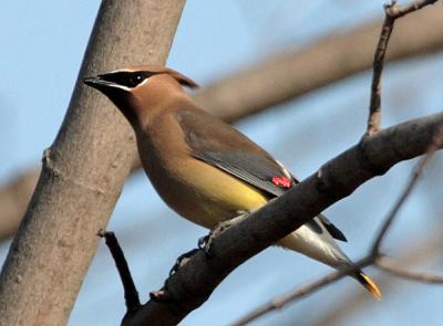 Cedar Waxwing