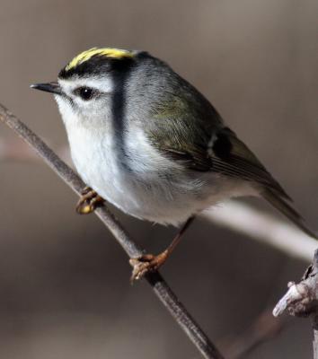 Golden crowned Kinglet