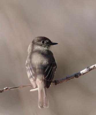 Eastern Phoebe