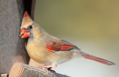 Northern Cardinal