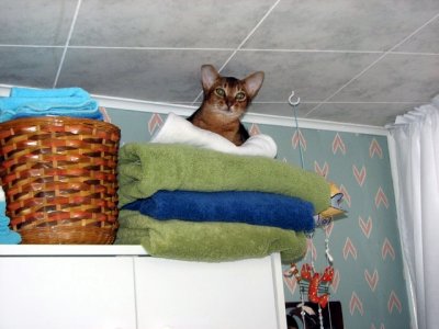 Finn likes to hang out in the bathroom, on top of the towels