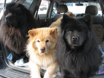 Caroline's Dogs