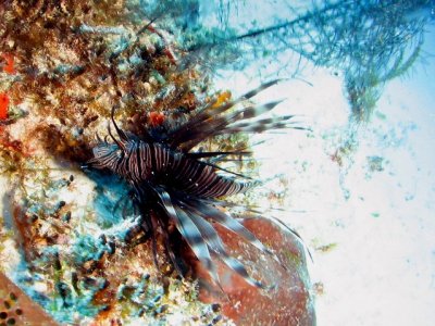 A Lionfish - this species has invaded Cozumel and is killing other species, but  it's a lionfish so I think it's cool!!