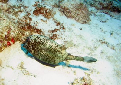 Filefish