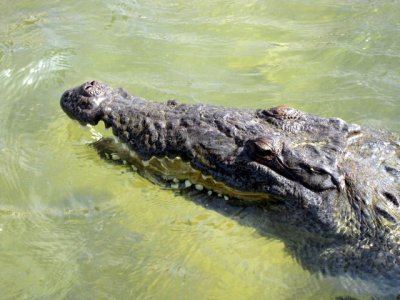 A 2nd croc