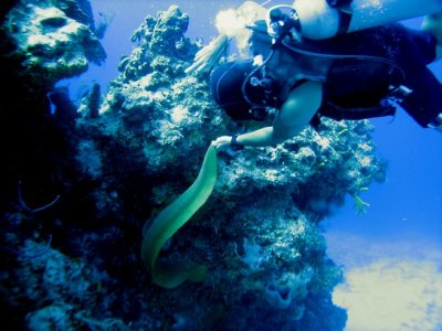 Divemaster Luis dancing with the moray