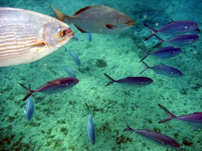 During the snorkel portion fish stalk you for food