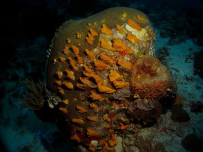 Sponges growing on a brain coral