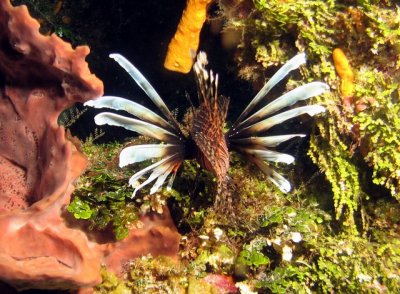 Lionfish - it had just been resting in the sponge to the left