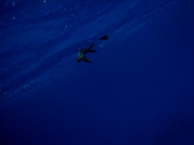 and those of us who stayed a bit longer got to see a turtle at the surface (video at http://www.youtube.com/watch?v=y073T72jNkU)