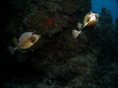 g3/21/38121/3/121477866.zN4mjVNK.jpg