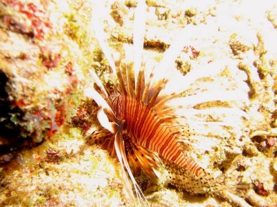 The ass end of yet another lionfish