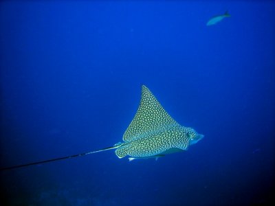 But here's a first... EAGLE RAY